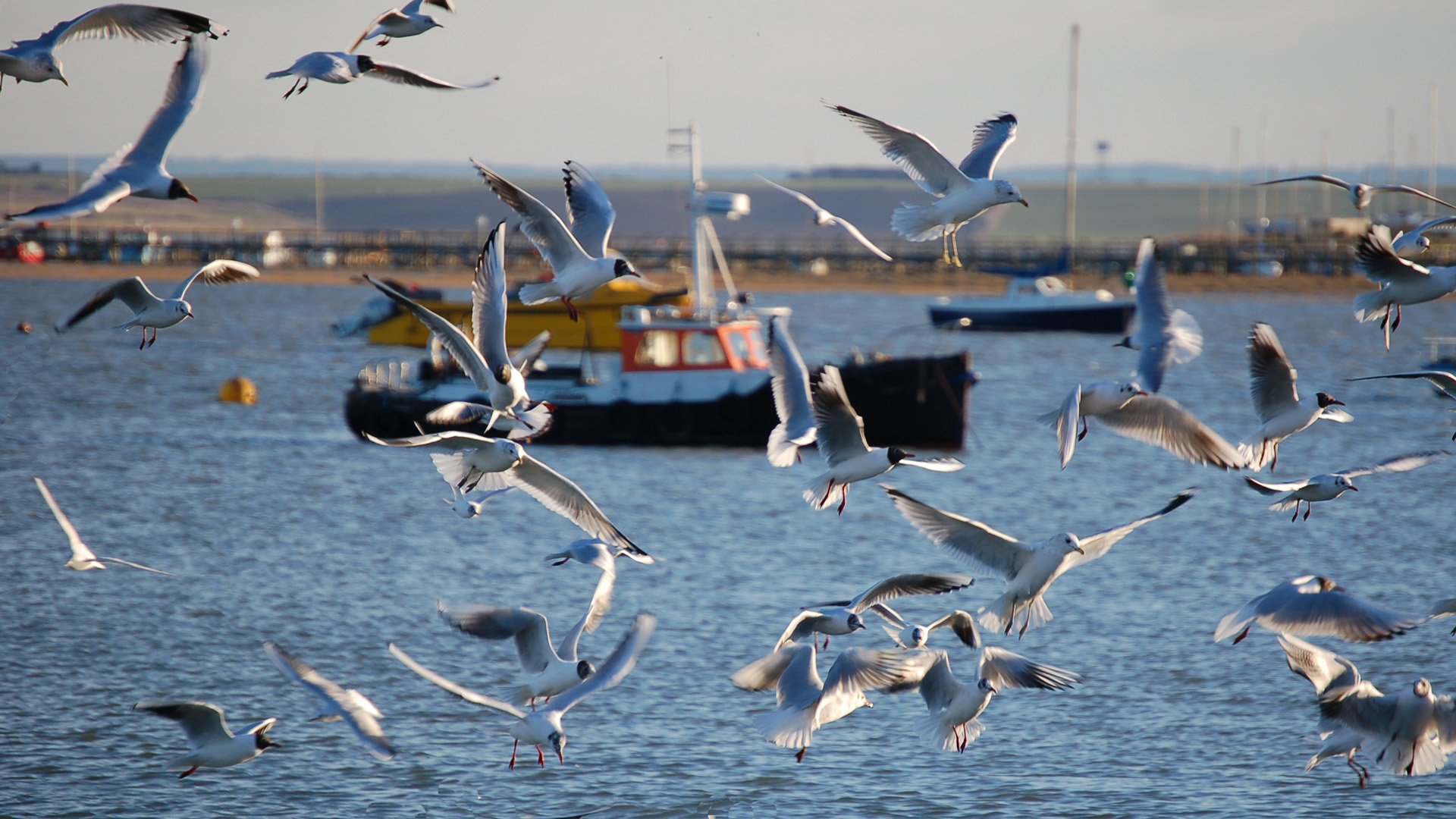 Seagulls, river, boats in the distance.