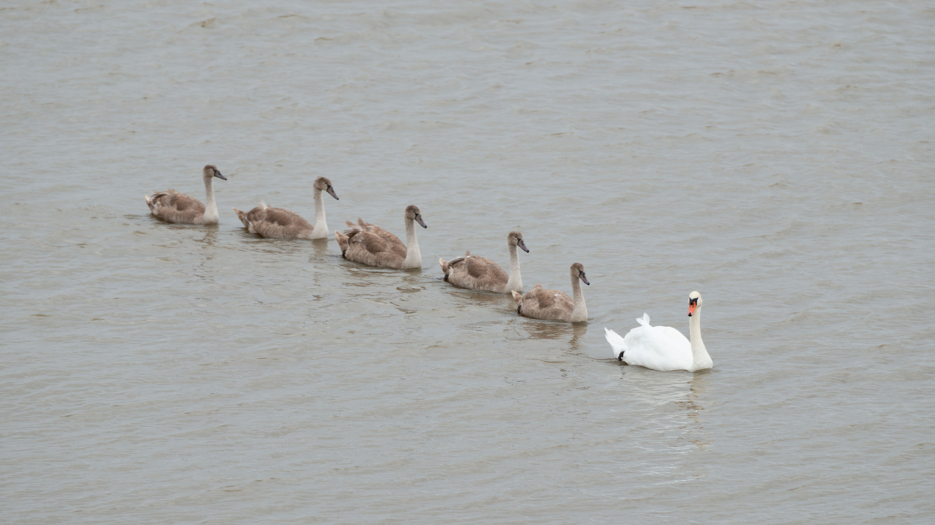 Swans on the River Thames