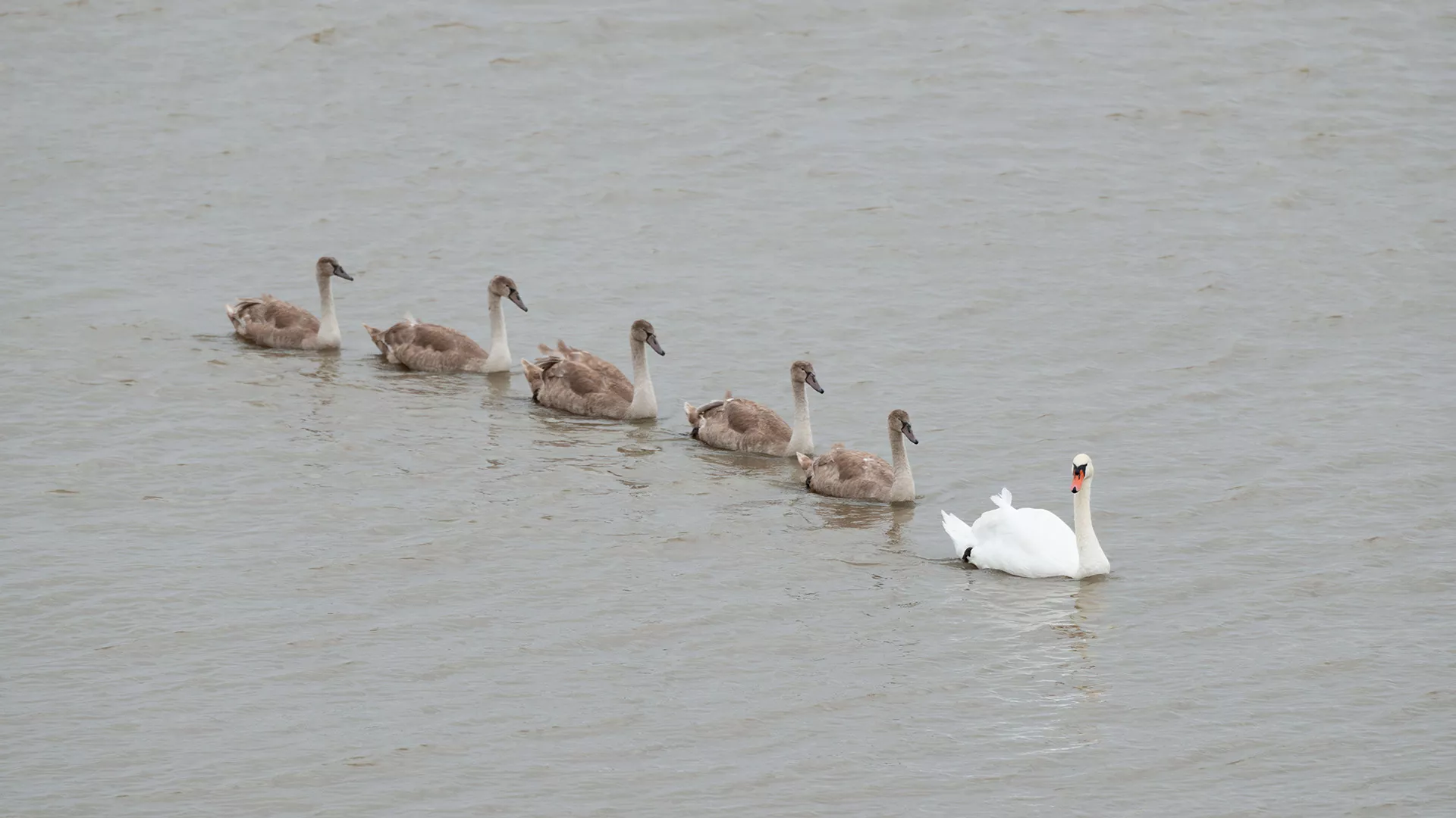 Swans on the River Thames