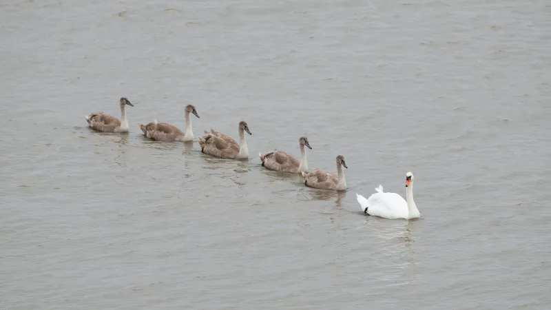 Swans on the River Thames